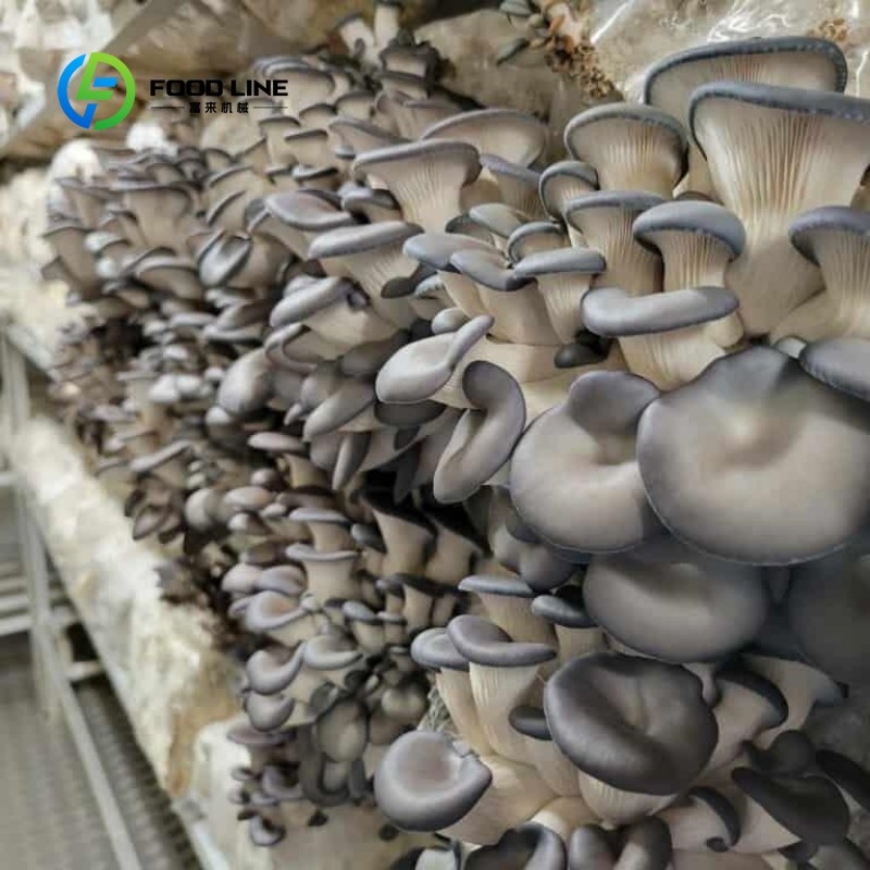Modulare Container-Farm für In – Urban Farming Indoor Bewertung und Preis